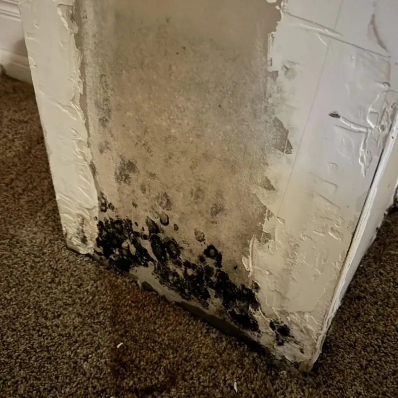 Professional Mold Removal in Howard County, NE